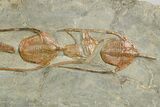 Line of Five Trilobites (Lonchodomas) Trilobites - Morocco #255341-2